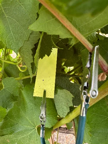 A stained water-sensitive card clipped into the grapevine canopy