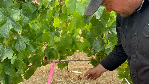 Colleague clipping a water-sensitive card onto a vine before the calibration pass