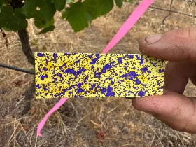 Water-sensitive spray card showing dense blue droplet coverage on yellow paper, held in the vineyard