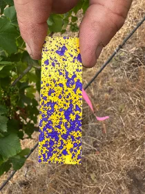 Water-sensitive spray card showing even droplet coverage, held between fingers in the canopy